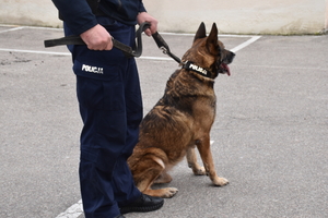 Umundurowany policjant stoi z psem służbowym na placu.